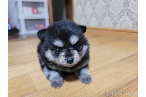 成約済の千葉県のポメラニアン-184377の3枚目