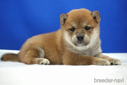 成約済の愛知県の柴犬-185137の2枚目