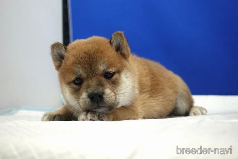 成約済の愛知県の柴犬-185137の3枚目