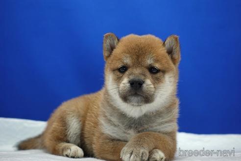 成約済の愛知県の柴犬-185137の4枚目