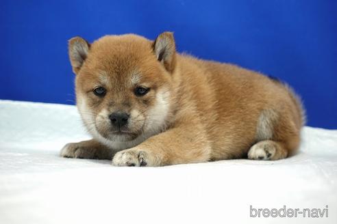 成約済の愛知県の柴犬-185137の5枚目