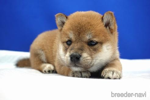 成約済の愛知県の柴犬-185137の6枚目
