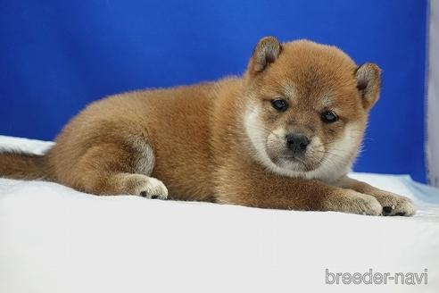 成約済の愛知県の柴犬-185137の7枚目