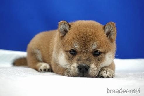 成約済の愛知県の柴犬-185137の8枚目
