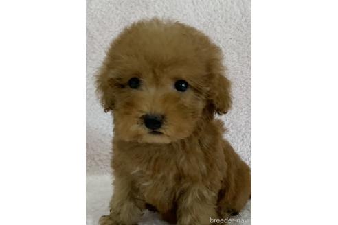成約済の静岡県のタイニープードル-184985の1枚目