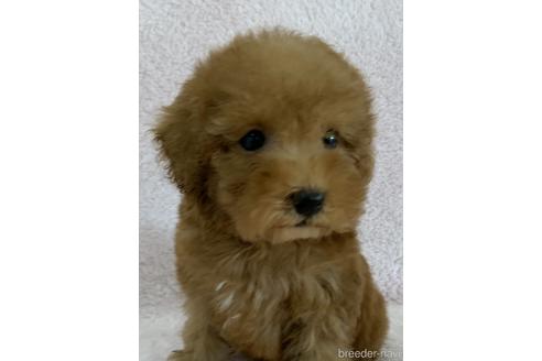 成約済の静岡県のタイニープードル-184985の2枚目