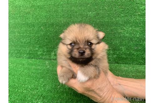 成約済の福岡県のポメラニアン-187051の1枚目