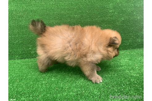 成約済の福岡県のポメラニアン-187052の2枚目