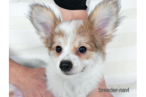 成約済の千葉県のパピヨン-180464の3枚目