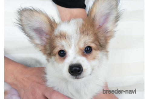 成約済の千葉県のパピヨン-180464の2枚目