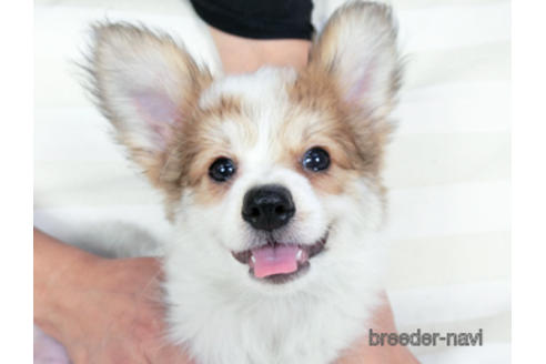 成約済の千葉県のパピヨン-180464の1枚目