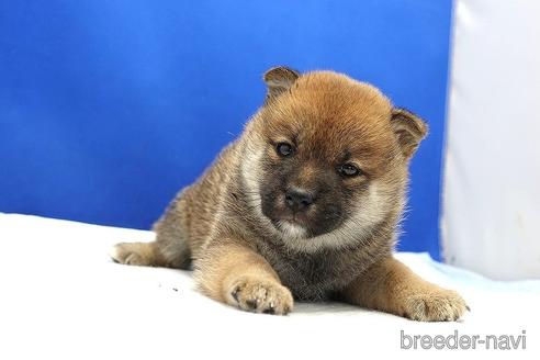 成約済の愛知県の柴犬-185144の2枚目