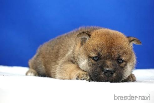 成約済の愛知県の柴犬-185144の3枚目