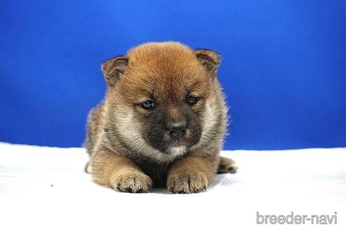 成約済の愛知県の柴犬-185144の4枚目