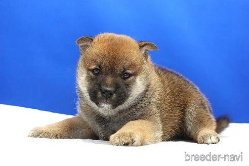 成約済の愛知県の柴犬-185144の5枚目