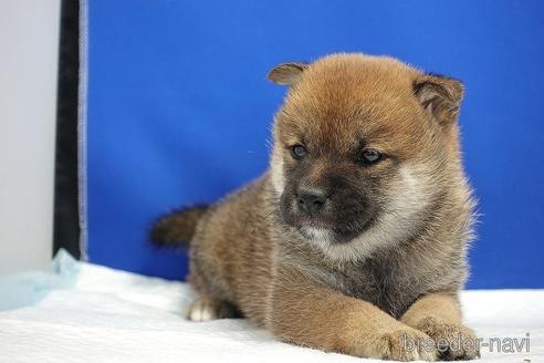 成約済の愛知県の柴犬-185144の6枚目