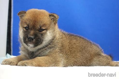 成約済の愛知県の柴犬-185144の7枚目