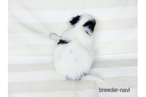 成約済の千葉県のパピヨン-187077の4枚目