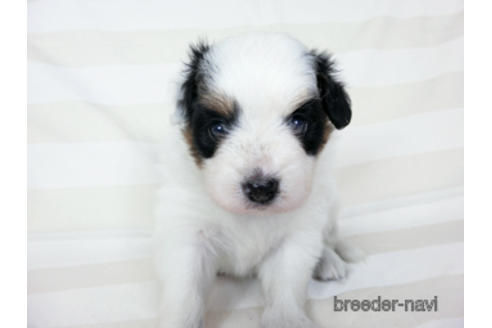 成約済の千葉県のパピヨン-187077の3枚目