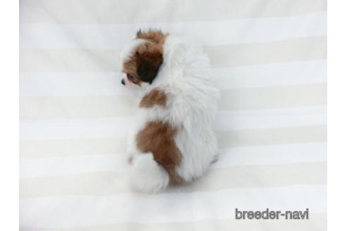 成約済の千葉県のパピヨン-185787の4枚目