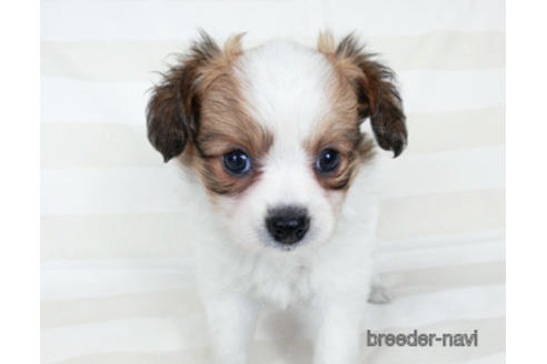 成約済の千葉県のパピヨン-185787の3枚目