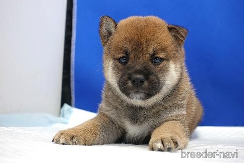 成約済の愛知県の柴犬-185146の15枚目