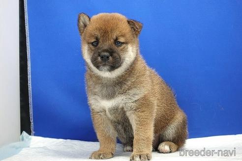 成約済の愛知県の柴犬-185146の13枚目