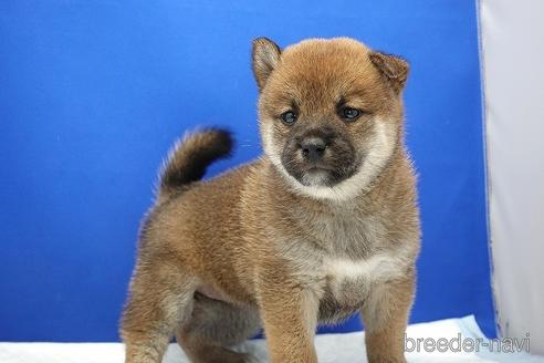 成約済の愛知県の柴犬-185146の12枚目
