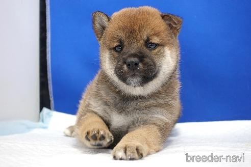 成約済の愛知県の柴犬-185146の10枚目