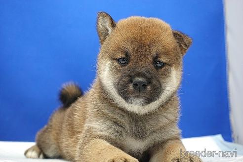 成約済の愛知県の柴犬-185146の11枚目