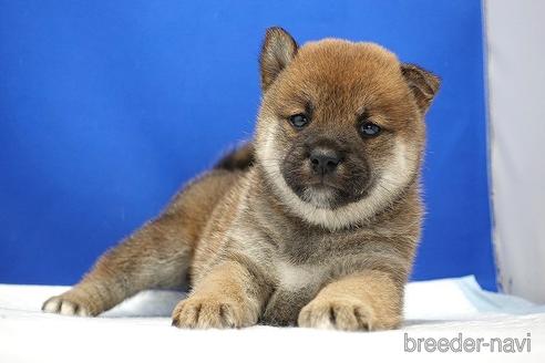 成約済の愛知県の柴犬-185146の9枚目