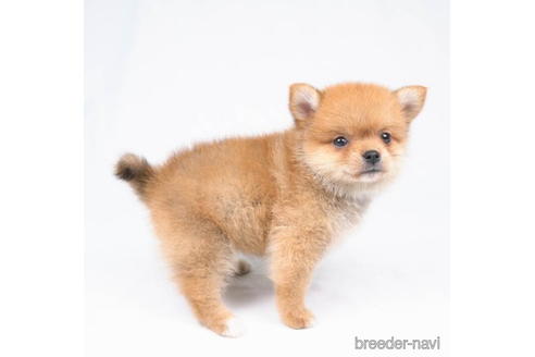 成約済の千葉県のミックス犬-187078の2枚目