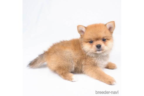 成約済の千葉県のミックス犬-187078の3枚目