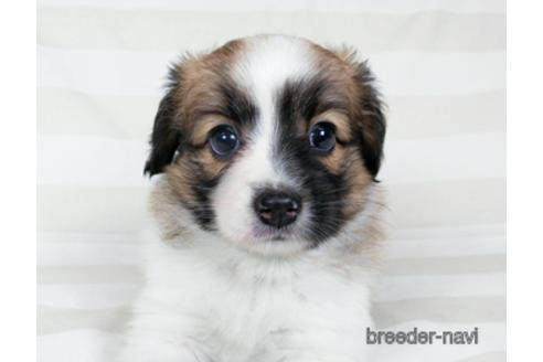 成約済の千葉県のパピヨン-185790の10枚目