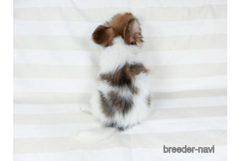 成約済の千葉県のパピヨン-180888の12枚目