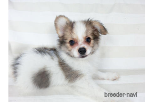 成約済の千葉県のパピヨン-180888の11枚目