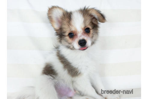 成約済の千葉県のパピヨン-180888の10枚目