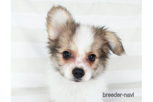 成約済の千葉県のパピヨン-180888の9枚目