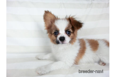 成約済の千葉県のパピヨン-180471の3枚目