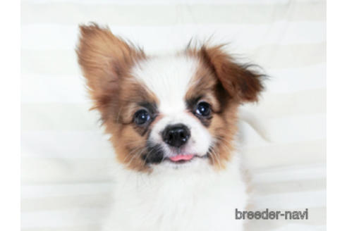 成約済の千葉県のパピヨン-180471の2枚目