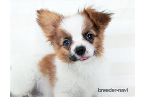 成約済の千葉県のパピヨン-180471