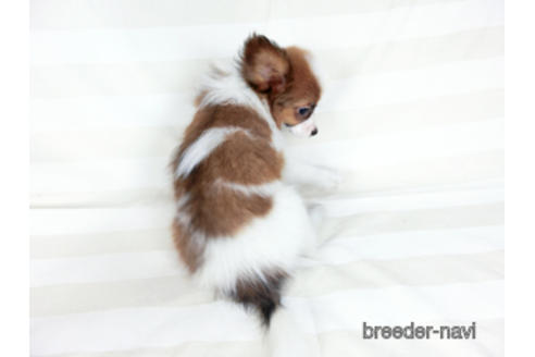 成約済の千葉県のパピヨン-180476の4枚目