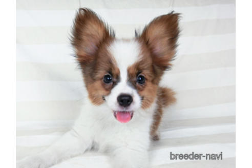 成約済の千葉県のパピヨン-180476の3枚目