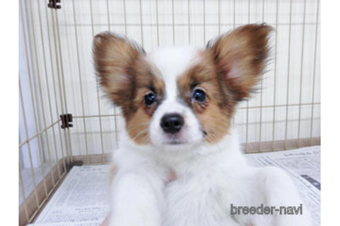 成約済の千葉県のパピヨン-180476の2枚目