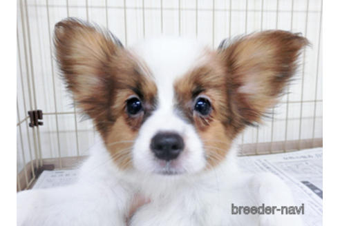 成約済の千葉県のパピヨン-180476の1枚目