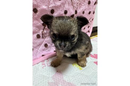 成約済の千葉県のチワワ(ロングコート)-182167の7枚目