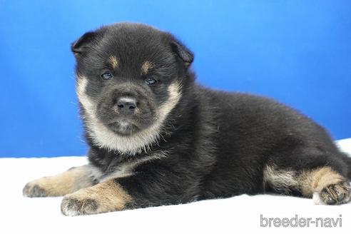 成約済の愛知県の柴犬-185451の12枚目