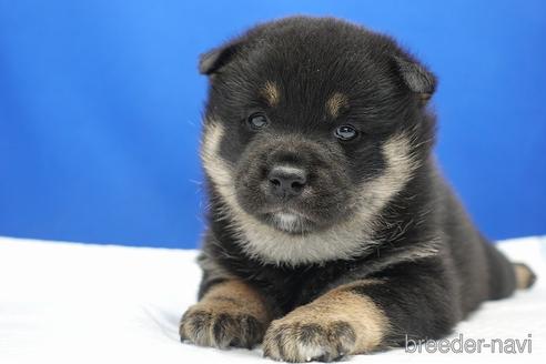 成約済の愛知県の柴犬-185451の7枚目