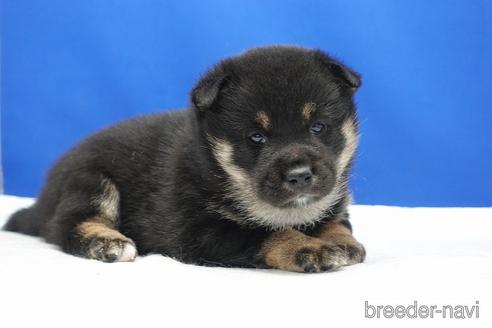 成約済の愛知県の柴犬-185451の10枚目