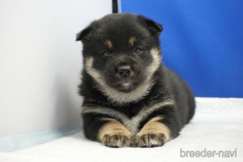 成約済の愛知県の柴犬-185451の1枚目